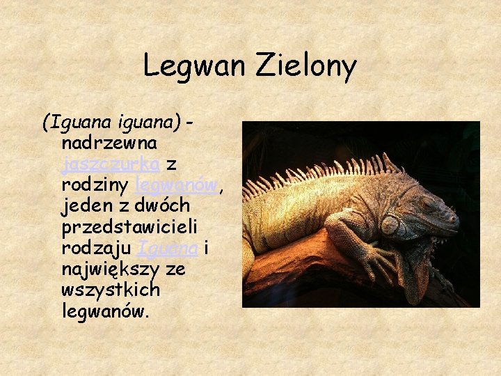 Legwan Zielony (Iguana iguana) nadrzewna jaszczurka z rodziny legwanów, jeden z dwóch przedstawicieli rodzaju