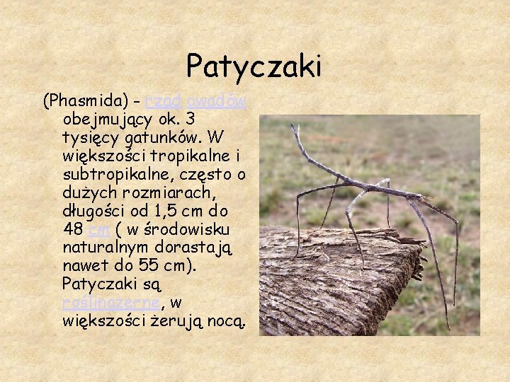 Patyczaki (Phasmida) - rząd owadów obejmujący ok. 3 tysięcy gatunków. W większości tropikalne i