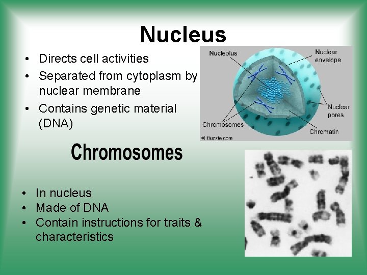 Nucleus • Directs cell activities • Separated from cytoplasm by nuclear membrane • Contains