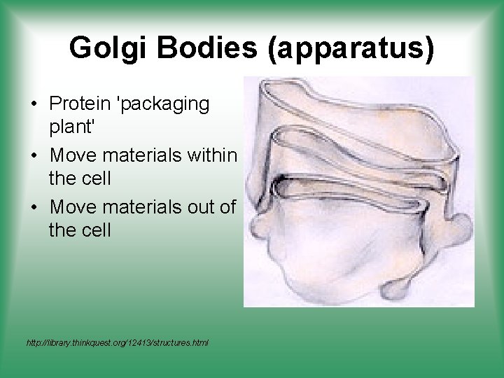 Golgi Bodies (apparatus) • Protein 'packaging plant' • Move materials within the cell •
