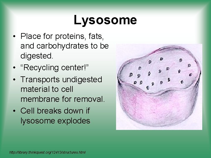 Lysosome • Place for proteins, fats, and carbohydrates to be digested. • “Recycling center!”