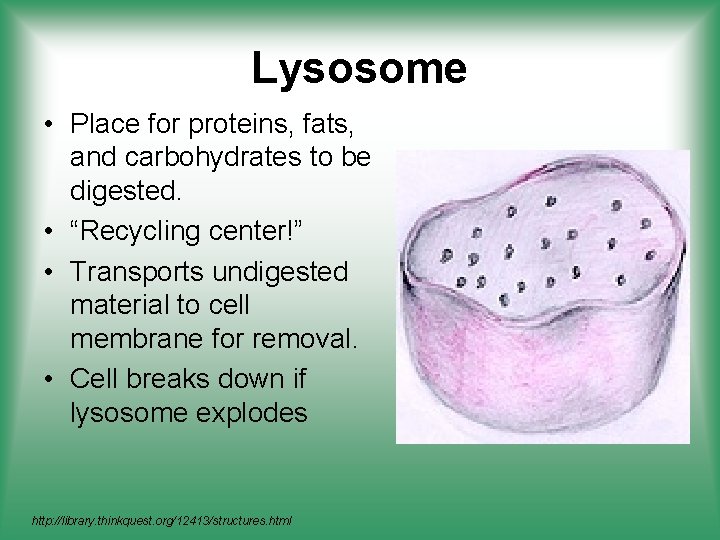 Lysosome • Place for proteins, fats, and carbohydrates to be digested. • “Recycling center!”
