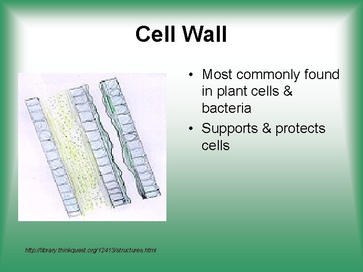 Cell Wall • Most commonly found in plant cells & bacteria • Supports &