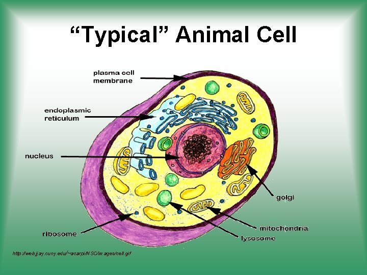 “Typical” Animal Cell http: //web. jjay. cuny. edu/~acarpi/NSC/images/cell. gif 