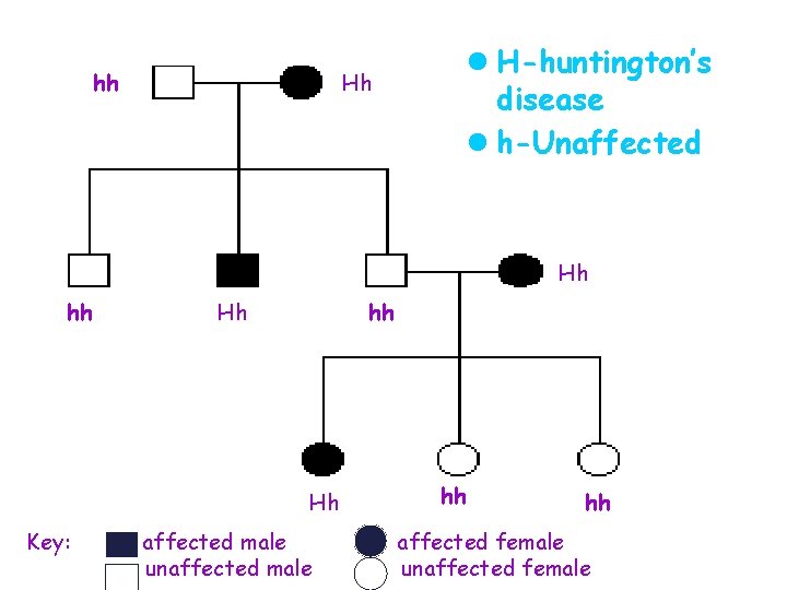 hh l H-huntington’s disease l h-Unaffected Hh Hh hh Hh Key: affected male unaffected