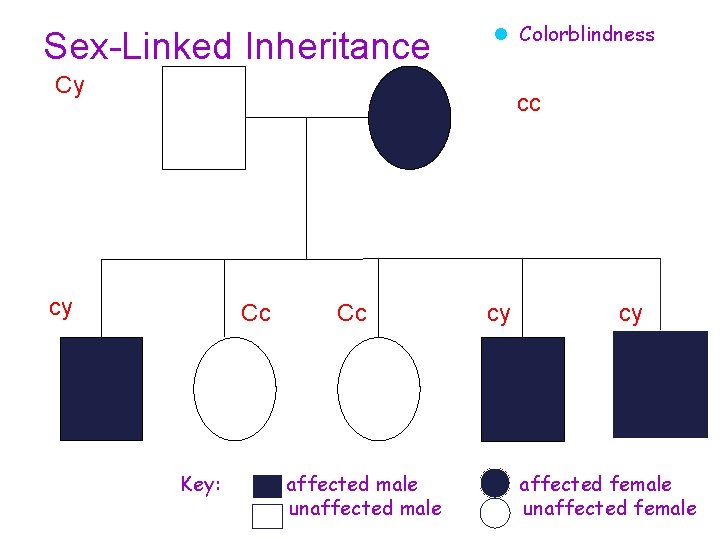 Sex-Linked Inheritance l Colorblindness Cy cc cy Cc Key: Cc affected male unaffected male