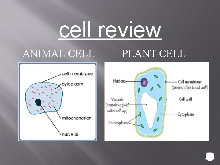 cell review ANIMAL CELL PLANT CELL 