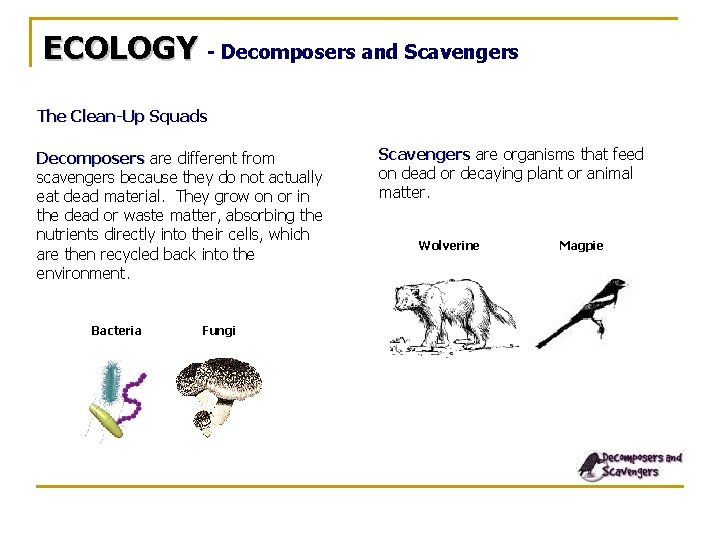 ECOLOGY - Decomposers and Scavengers The Clean-Up Squads Decomposers are different from scavengers because