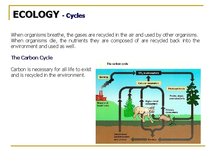 ECOLOGY - Cycles When organisms breathe, the gases are recycled in the air and