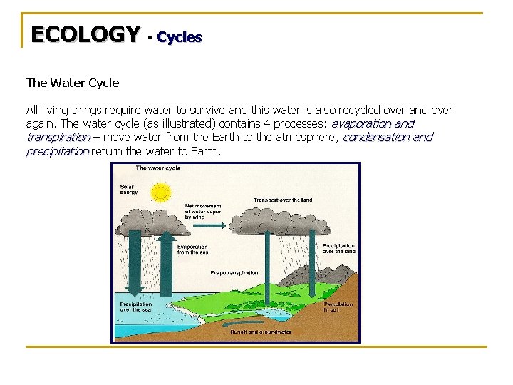 ECOLOGY - Cycles The Water Cycle All living things require water to survive and