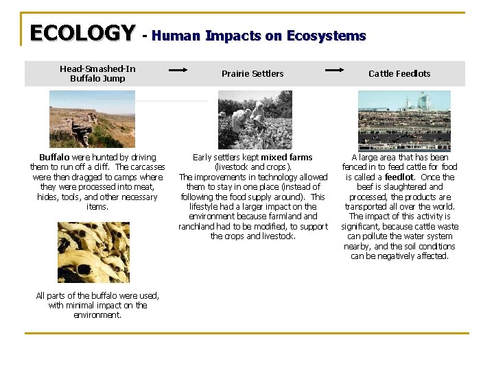 ECOLOGY - Human Impacts on Ecosystems Head-Smashed-In Buffalo Jump Buffalo were hunted by driving