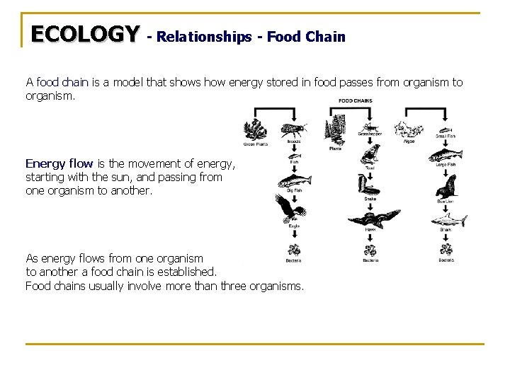 ECOLOGY - Relationships - Food Chain A food chain is a model that shows