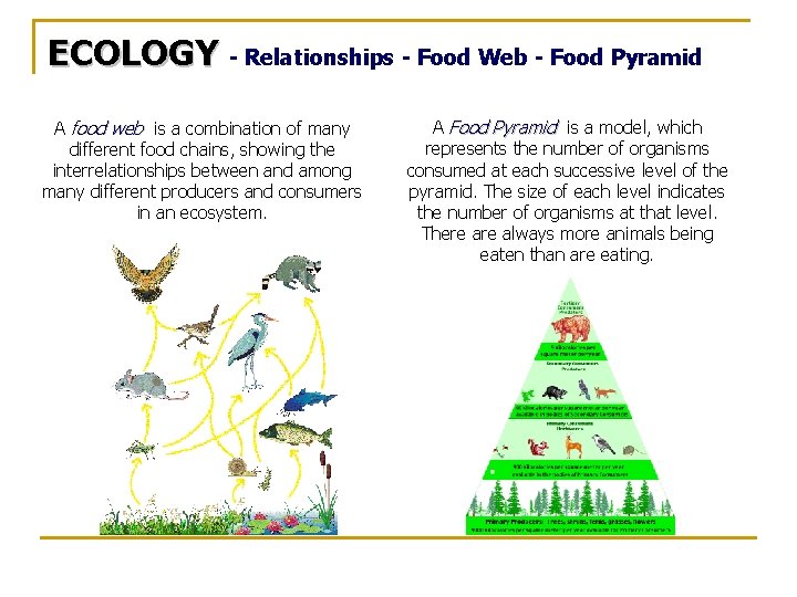 ECOLOGY - Relationships - Food Web - Food Pyramid A food web is a