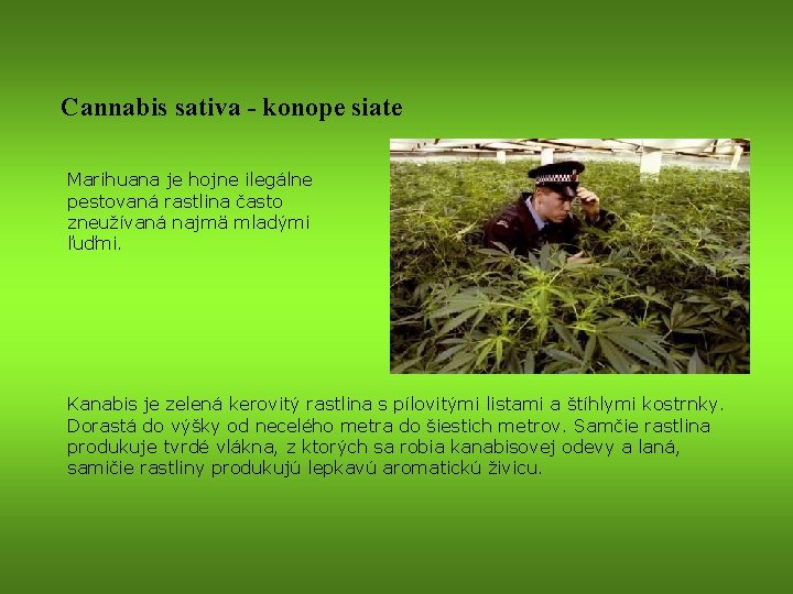 Cannabis sativa - konope siate Marihuana je hojne ilegálne pestovaná rastlina často zneužívaná najmä