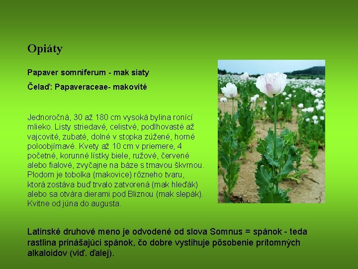 Opiáty Papaver somniferum - mak siaty Čelaď: Papaveraceae- makovité Jednoročná, 30 až 180 cm