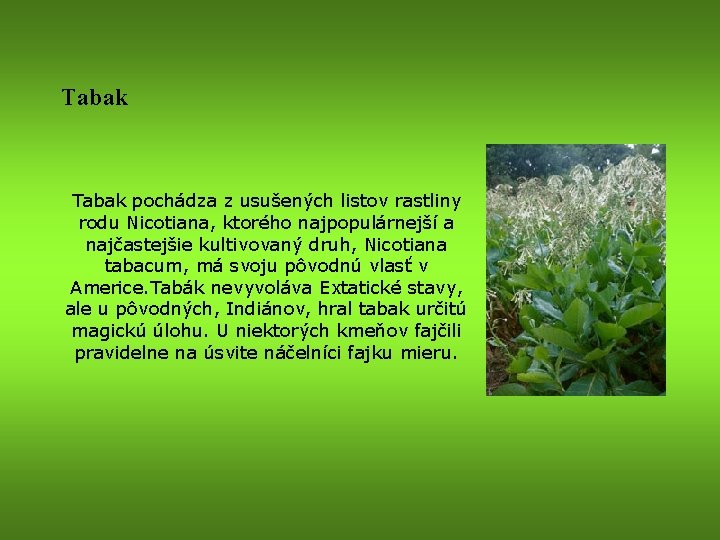 Tabak pochádza z usušených listov rastliny rodu Nicotiana, ktorého najpopulárnejší a najčastejšie kultivovaný druh,