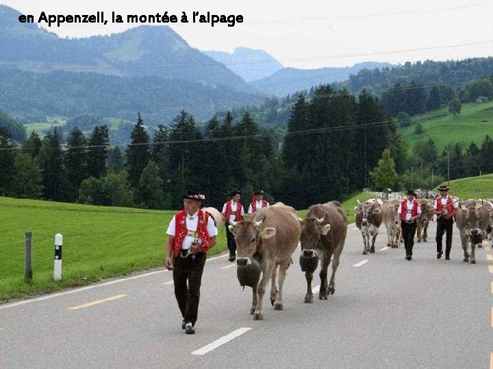 en Appenzell, la montée à l‘alpage 