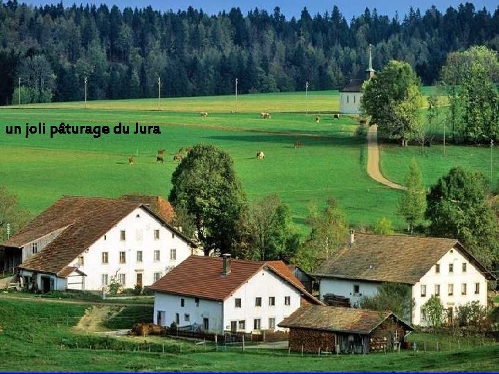 un joli pâturage du Jura 