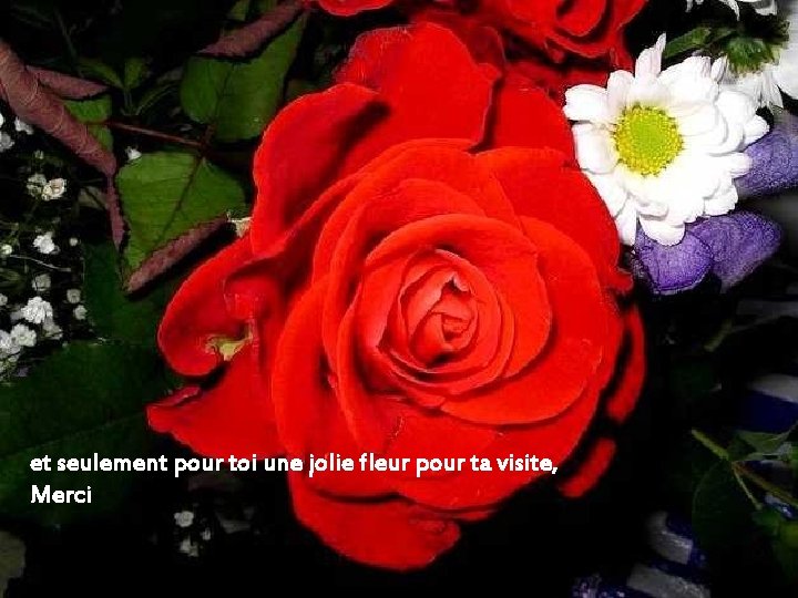 et seulement pour toi une jolie fleur pour ta visite, Merci 