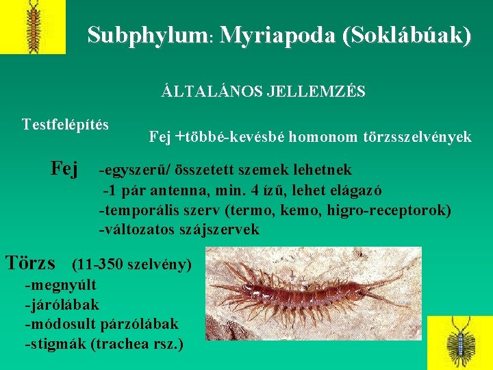 Subphylum: Myriapoda (Soklábúak) ÁLTALÁNOS JELLEMZÉS Testfelépítés Fej Törzs Fej +többé-kevésbé homonom törzsszelvények -egyszerű/ összetett