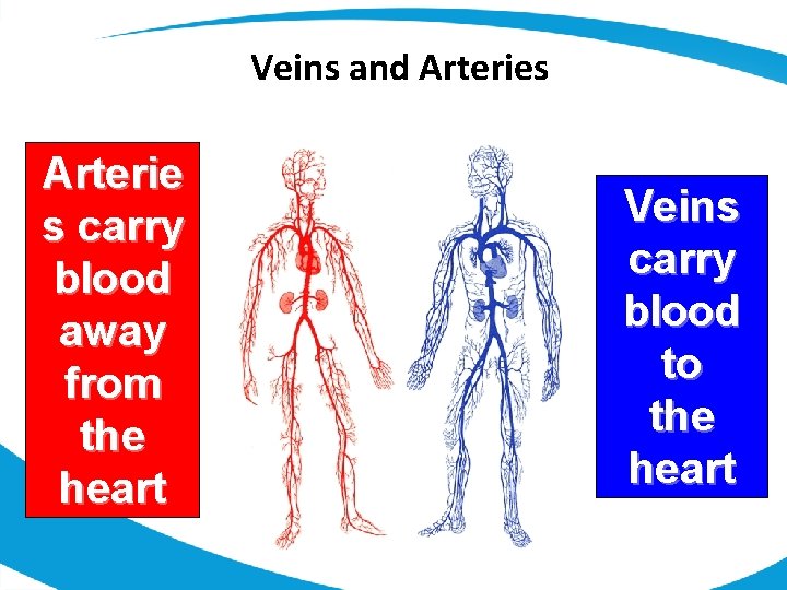 Veins and Arteries Arterie s carry blood away from the heart Veins carry blood