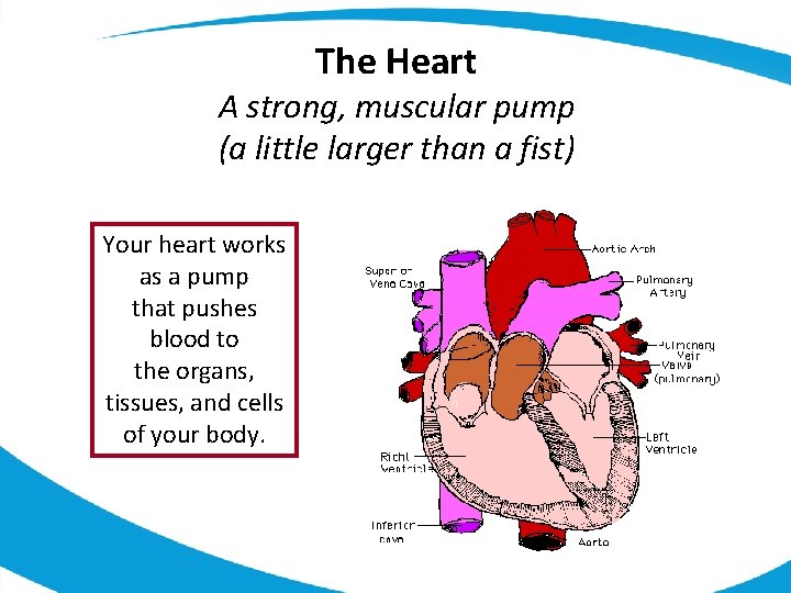 The Heart A strong, muscular pump (a little larger than a fist) Your heart