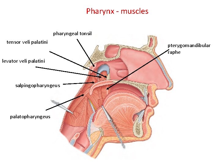 Pharynx - muscles pharyngeal tonsil tensor veli palatini levator veli palatini salpingopharyngeus palatopharyngeus pterygomandibular Pharynx - muscles pharyngeal tonsil tensor veli palatini levator veli palatini salpingopharyngeus palatopharyngeus pterygomandibular