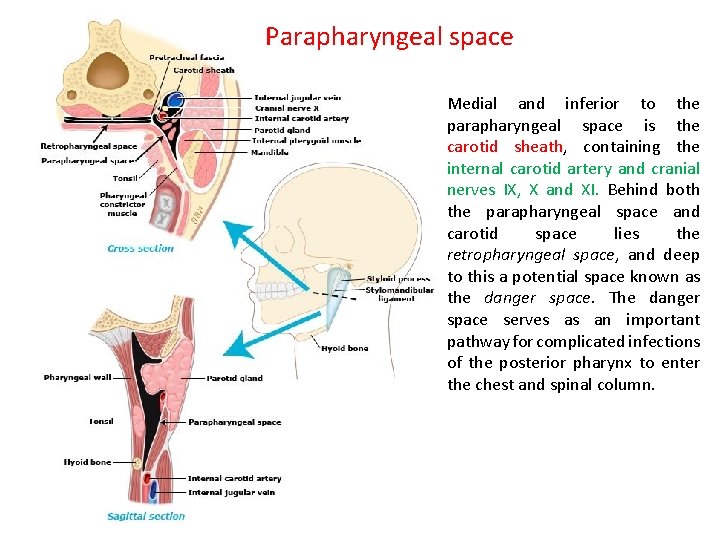 Parapharyngeal space Medial and inferior to the parapharyngeal space is the carotid sheath, containing Parapharyngeal space Medial and inferior to the parapharyngeal space is the carotid sheath, containing