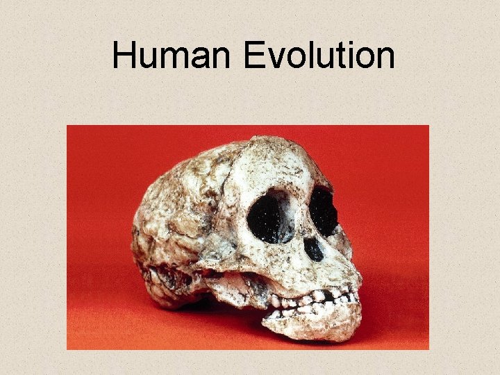 Human Evolution 