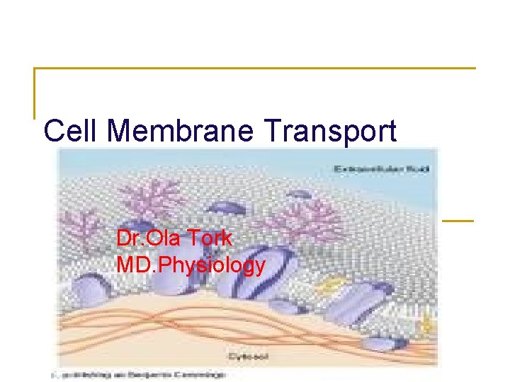 Cell Membrane Transport Dr. Ola Tork MD. Physiology 