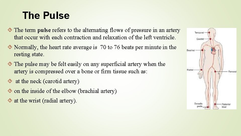 The Pulse The term pulse refers to the alternating flows of pressure in an