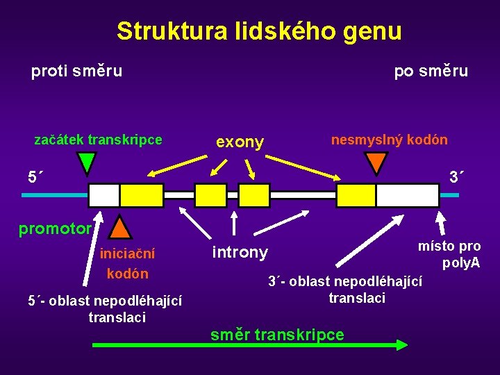 Struktura lidského genu proti směru začátek transkripce po směru nesmyslný kodón exony 5´ 3´