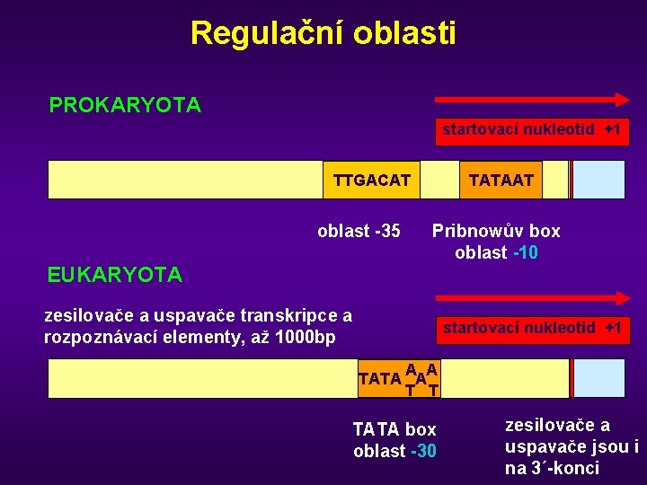 Regulační oblasti PROKARYOTA startovací nukleotid +1 TTGACAT oblast -35 EUKARYOTA TATAAT Pribnowův box oblast