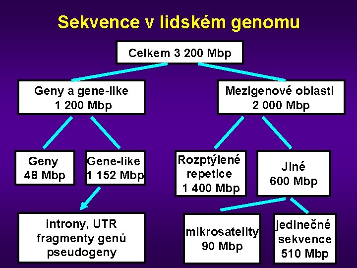 Sekvence v lidském genomu Celkem 3 200 Mbp Geny a gene-like 1 200 Mbp
