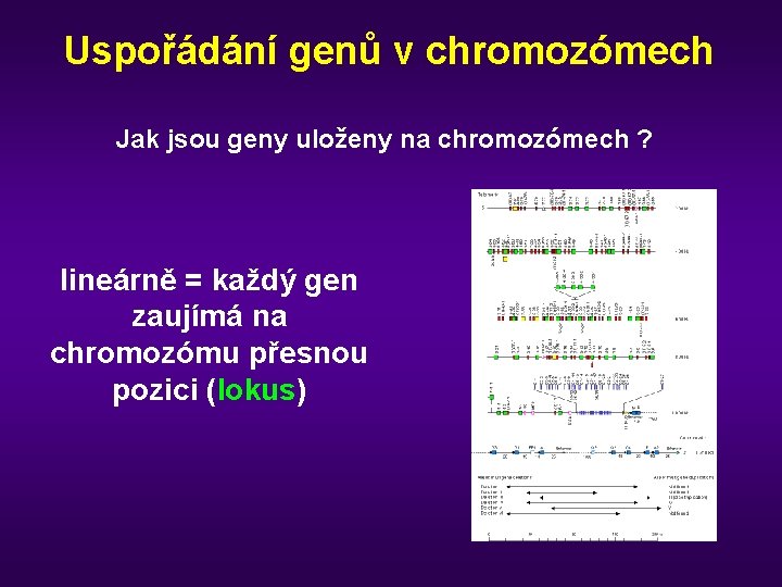 Uspořádání genů v chromozómech Jak jsou geny uloženy na chromozómech ? lineárně = každý