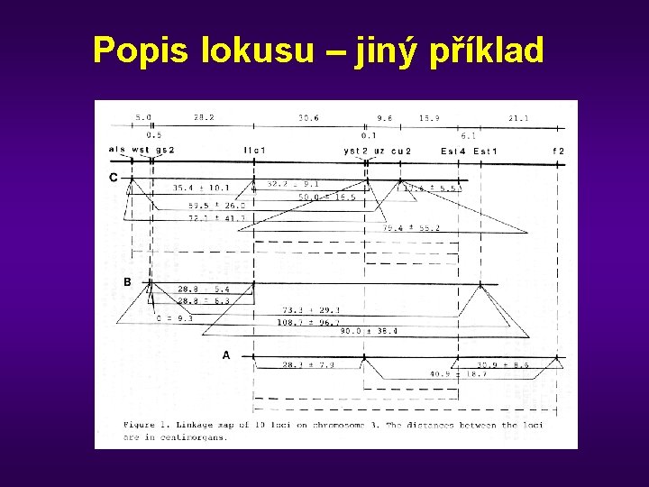 Popis lokusu – jiný příklad 