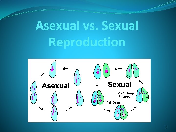 Asexual vs. Sexual Reproduction 1 