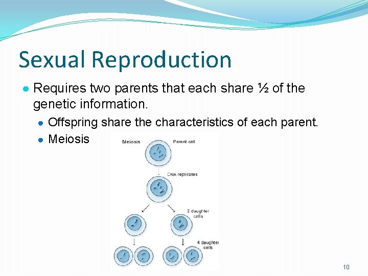 Sexual Reproduction ● Requires two parents that each share ½ of the genetic information.