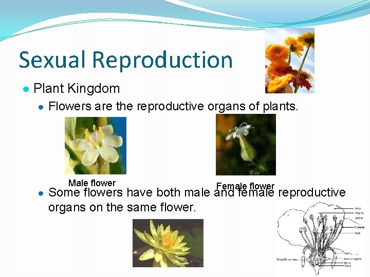 Sexual Reproduction ● Plant Kingdom ● Flowers are the reproductive organs of plants. Male