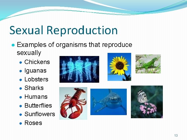 Sexual Reproduction ● Examples of organisms that reproduce sexually ● Chickens ● Iguanas ●