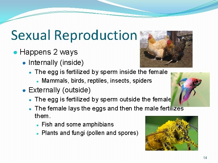 Sexual Reproduction ● Happens 2 ways ● Internally (inside) ● The egg is fertilized