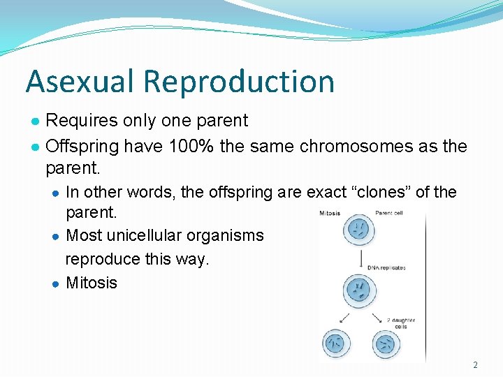 Asexual Reproduction ● Requires only one parent ● Offspring have 100% the same chromosomes