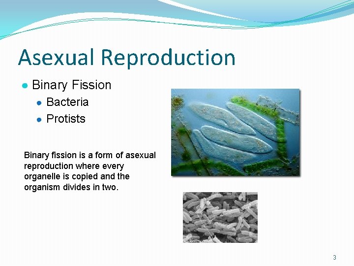 Asexual Reproduction ● Binary Fission ● Bacteria ● Protists Binary fission is a form