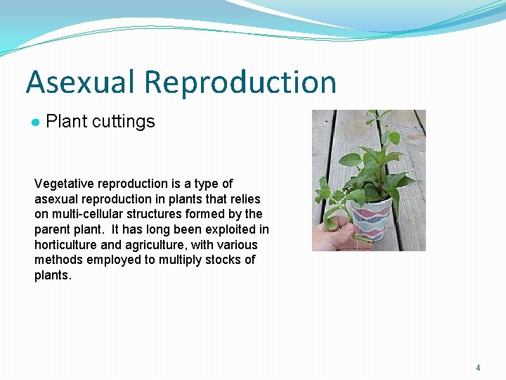 Asexual Reproduction ● Plant cuttings Vegetative reproduction is a type of asexual reproduction in