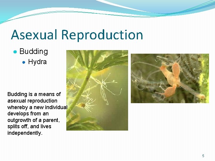Asexual Reproduction ● Budding ● Hydra Budding is a means of asexual reproduction whereby