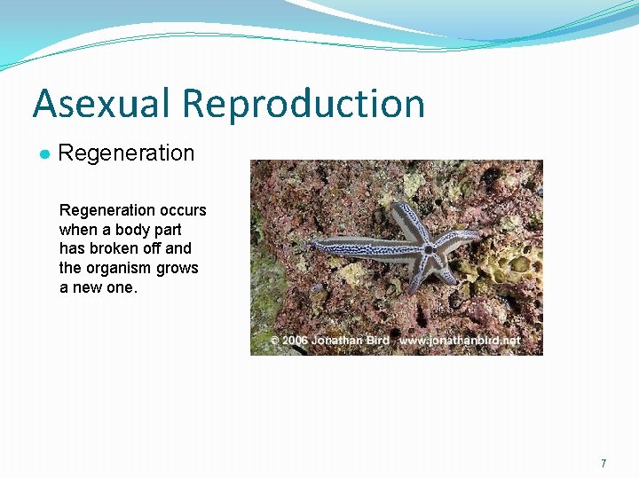 Asexual Reproduction ● Regeneration occurs when a body part has broken off and the