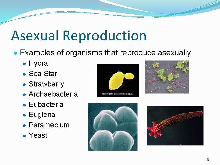 Asexual Reproduction ● Examples of organisms that reproduce asexually ● Hydra ● Sea Star