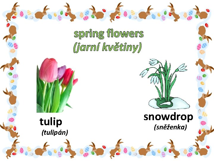 spring flowers (jarní květiny) tulip (tulipán) snowdrop (sněženka) 
