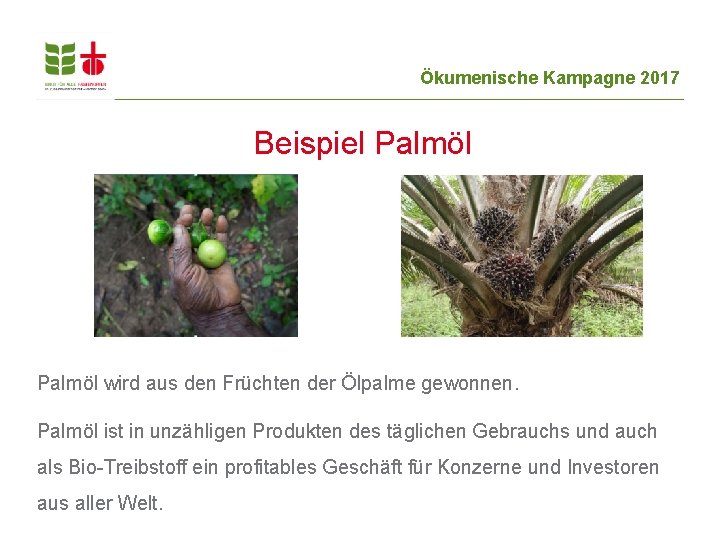 Ökumenische Kampagne 2017 Beispiel Palmöl wird aus den Früchten der Ölpalme gewonnen. Palmöl ist