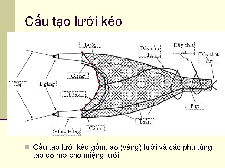 Cấu tạo lưới kéo n Cấu tạo lưới kéo gồm: áo (vàng) lưới và